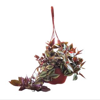 Tradeskancija vijeća L