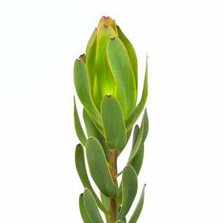 Leukodendron zeleni