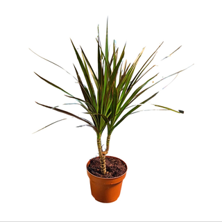 Dracena uskolisna
