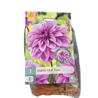 Lukovice dalije 1 pakovanje – 3 kom Lilac Time