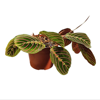 Fikus Marantha