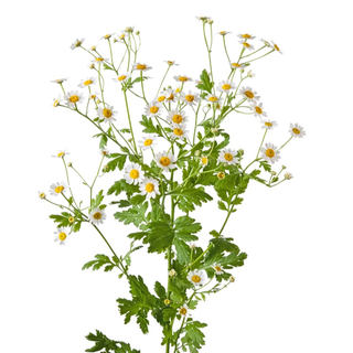 Kamilica/Tanacetum