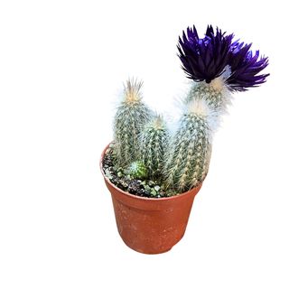 Kaktus mini ljubičasti