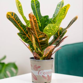 Codiaeum / Croton