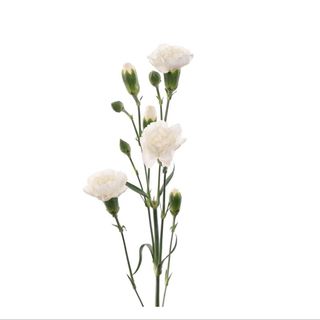 Karanfil mini beli