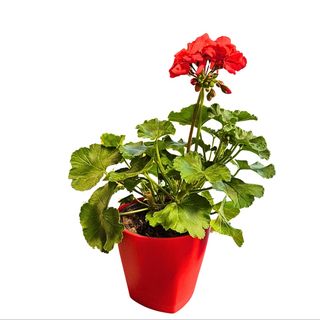 Puzava muskatla sa saksijom