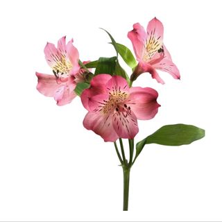 Alstromerija domaća