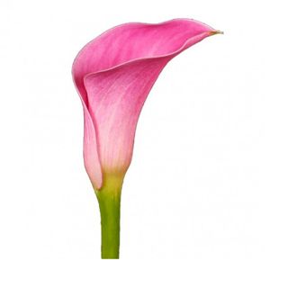 Kala ružičasta Holandija