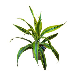 Dracena prugasta