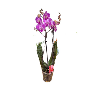 Orhideja Falenopsis 2 grane