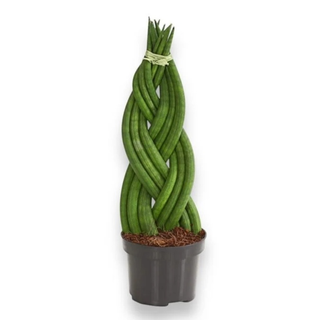 Sanseveria pletena