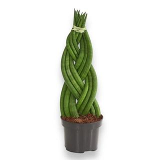 Sanseveria pletena
