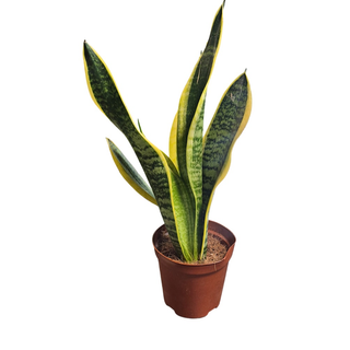 Sanseveria trif