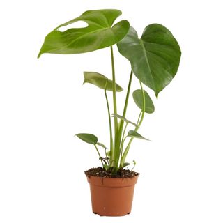 Monstera S
