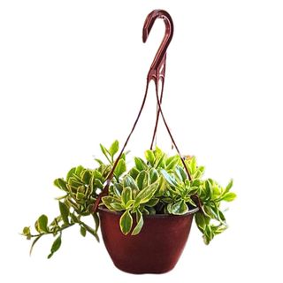 Oleandr ( Jadranska Lepotica)