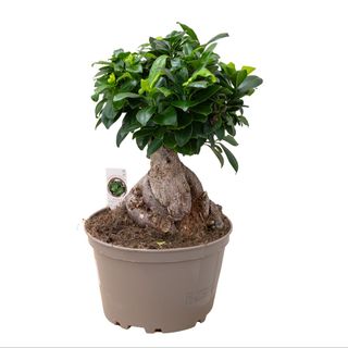 Fikus Ginseng