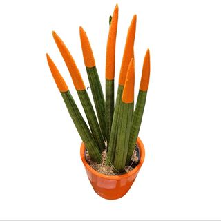 Sanseveria cilindrika narandžasta