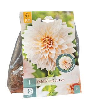 Sadnica Dalija lukovice 3 kom