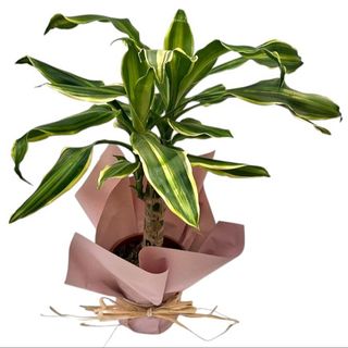 Dracena Fragrans
