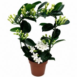 Stephanotis (madagaskarski jasmin)
