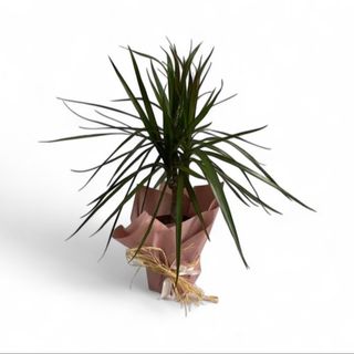 Dracena