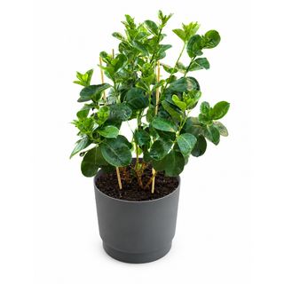 MANDEVILLA / DIPLADENIJA