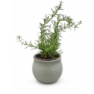 Rosemary Ritual