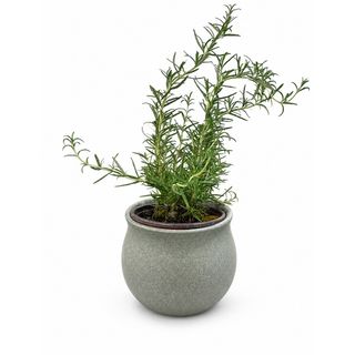 Rosemary Ritual