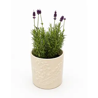 Mala lavanda u ukrasnoj posudi
