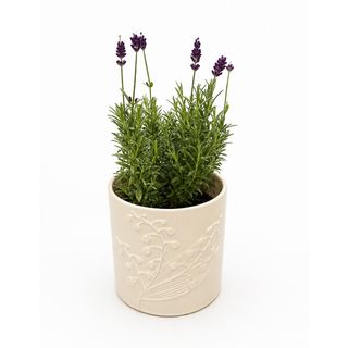 Mala lavanda u ukrasnoj posudi