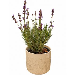 Lavanda u ukrasnoj saksiji