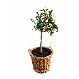 Kumkvat - citrus drvo u dekorativnoj saksiji