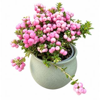 Pink Pearl – Pernettya