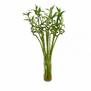 Bambus / Lucky bamboo – stabljika