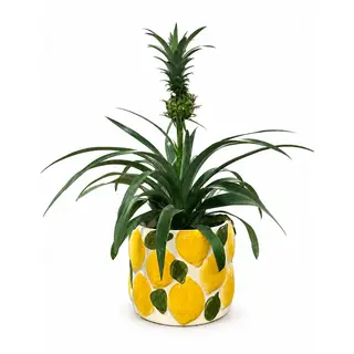 Mini ananas biljka u saksiji / Decorative mini pineapple plant in pot