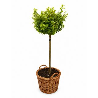 Euonymus na stablu  u pletenoj korpi - zuti