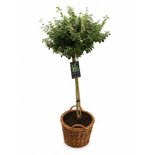 Euonymus na stablu  u pletenoj korpi - zeleni