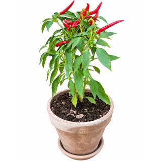 Petit Piment – Ljuta papričica u terakota saksiji