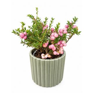 Pink Pearl – Pernettya