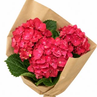 Hydrangea Dream