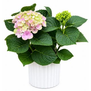Hortenzija „Un peu de bonheur“ pink