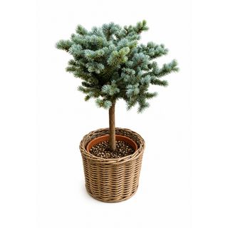 Plava smrča  u obliku drveta u korpi (Picea pungens)