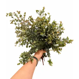 Mladi eukaliptus / Fresh Mood