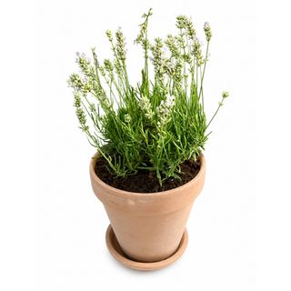Bela lavanda u saksiji / Lavande Blanche