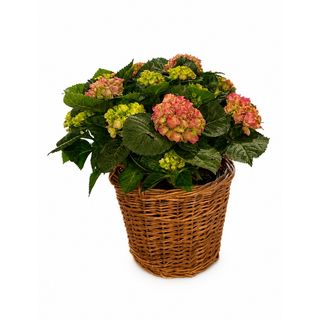 Raskošna hortenzija u ukrasnoj korpi – 50 cm