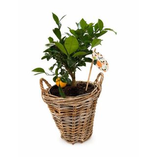 Kalamandin narandža (Citrus × microcarpa)