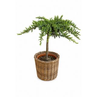 Juniperus  na štapu – luksuzan zimzeleni četinar