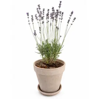 Lavanda u saksiji
