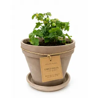 Petit Potager – Cherry Tomato