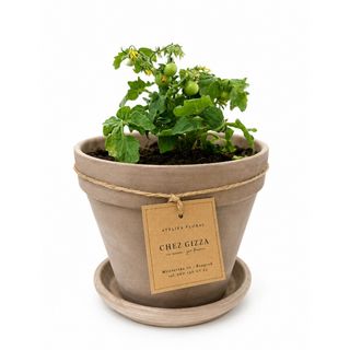 Petit Potager – Cherry Tomato
